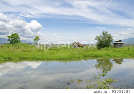 インレー湖の浮畑 95955584