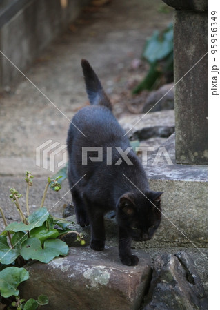 松山　石手寺の猫 95956349