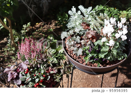 庭の秋冬の花寄せ植え 95956395