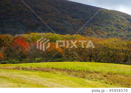 広島県 庄原市 休暇村吾妻山ロッジ跡地周辺の紅葉(2022年10月末) 広島県 庄原市 休暇村吾妻山ロッジ跡地周辺の紅葉(2022年10月末) 95956570