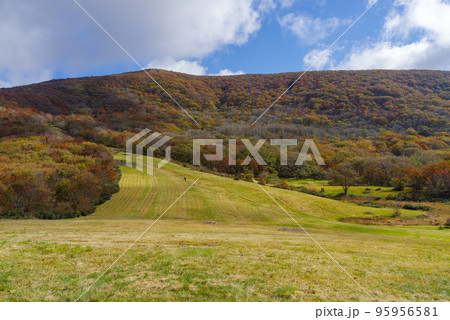 広島県 庄原市 休暇村吾妻山ロッジ跡地周辺の紅葉(2022年10月末) 広島県 庄原市 休暇村吾妻山ロッジ跡地周辺の紅葉(2022年10月末) 95956581