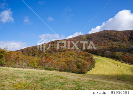 広島県　庄原市　休暇村吾妻山ロッジ跡地周辺の紅葉（2022年10月末） 95956591