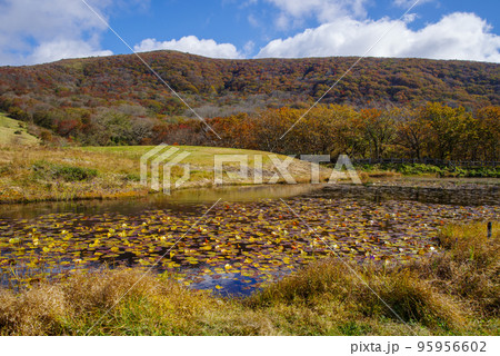 広島県 庄原市 休暇村吾妻山ロッジ跡地周辺の紅葉(2022年10月末) 広島県 庄原市 休暇村吾妻山ロッジ跡地周辺の紅葉(2022年10月末) 95956602