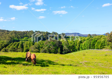 牧草地で草を食べる馬 95956705