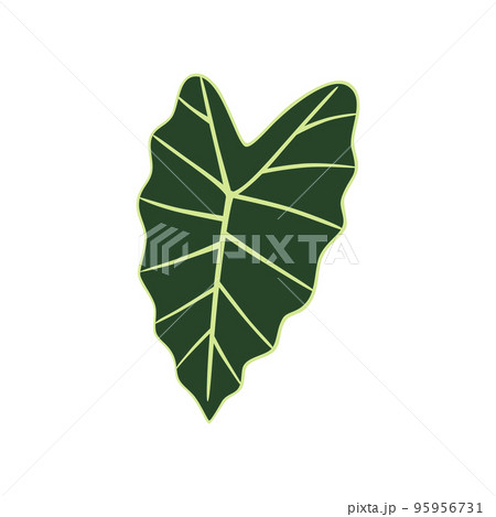 Leaf Alocasia Polly. Exotic plant. Vector illustration isolated. Leaf Alocasia Polly. Exotic plant. Vector illustration isolated. 95956731