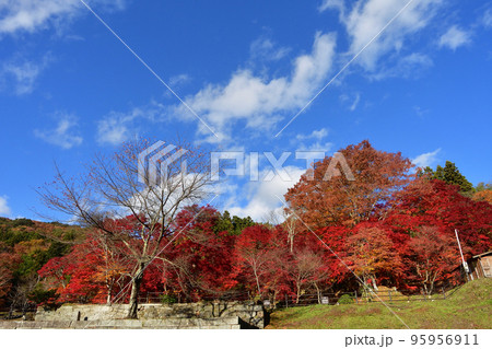 紅葉 紅葉 95956911