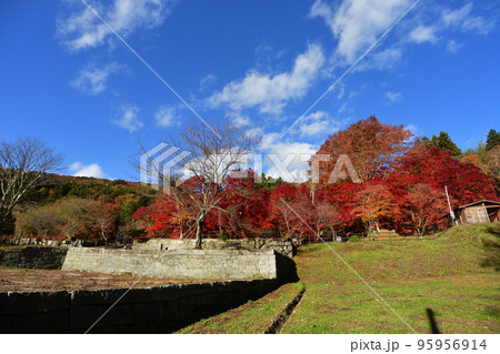 紅葉 紅葉 95956914