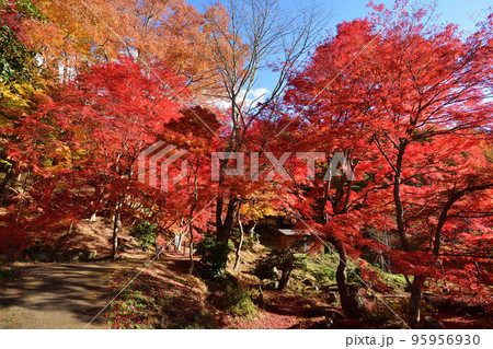 紅葉 紅葉 95956930