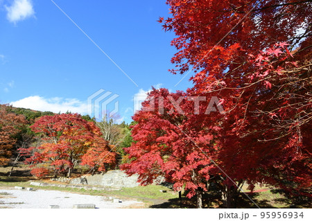 紅葉 紅葉 95956934