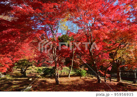 紅葉 紅葉 95956935