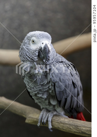 ヨウム画像【オウム目インコ科】 ヨウム画像【オウム目インコ科】 95957104