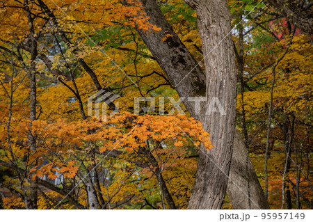秋の林の黄葉したハウチワカエデ 秋の林の黄葉したハウチワカエデ 95957149
