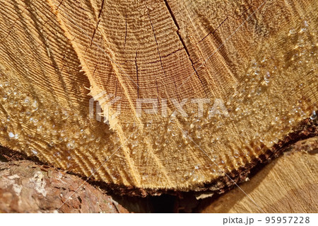 Cutting a log in the woods. Preparation of firewood for the heating season. Cutting a log in the woods. Preparation of firewood for the heating season. 95957228