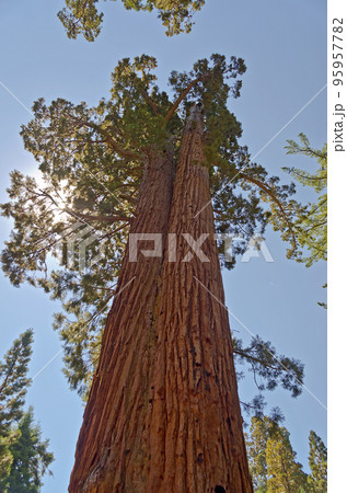 Giant Sequoias in Yosemite National Park, USA Giant Sequoias in Yosemite National Park, USA 95957782