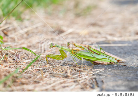 交尾するカマキリ 95958393