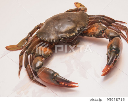 Raw big sea crab on white background Raw big sea crab on white background 95958716