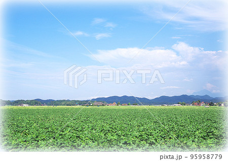 緑色の広い大豆畑と秋晴れの青い空の風景(イラスト風) 緑色の広い大豆畑と秋晴れの青い空の風景(イラスト風) 95958779