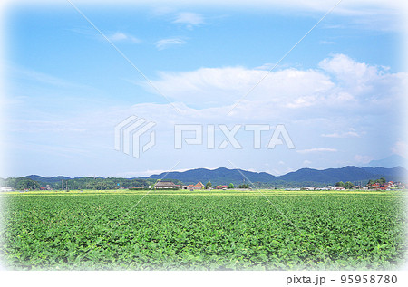 緑色の広い大豆畑と秋晴れの青い空の風景(イラスト風) 緑色の広い大豆畑と秋晴れの青い空の風景(イラスト風) 95958780
