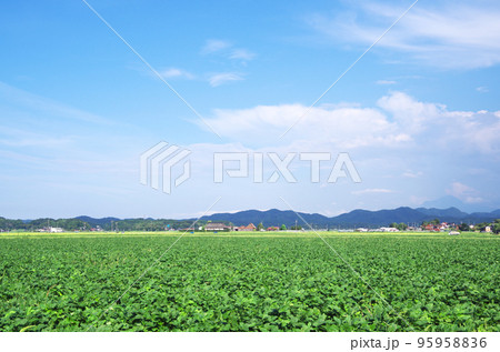 緑色の広い大豆畑と秋晴れの青い空の風景 95958836