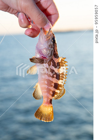 クエ（海水魚） 95959057