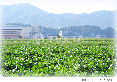 緑色の大豆畑を白鷺が飛んでいる光景（イラスト風） 95959091