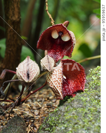 アリストロキア・サルバドレンシス　Aristolochia salvadorensis　 95959637