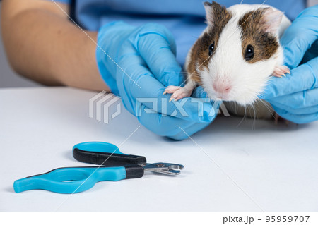 Nail clippers for rodents and guinea pig on a white background 95959707