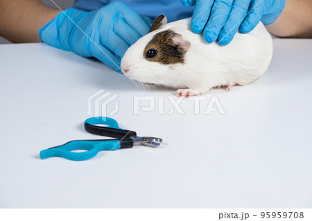 Nail clippers for rodents and guinea pig on a white background 95959708