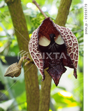 アリストロキア・サルバドレンシス Aristolochia salvadorensis アリストロキア・サルバドレンシス Aristolochia salvadorensis 95959779