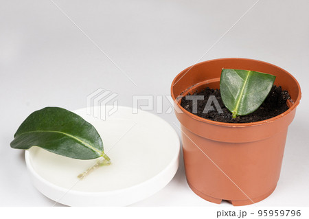 Propagation by cuttings of jasmine - the cuttings are planted in the ground and soaked in water with a root growth stimulator. 95959796