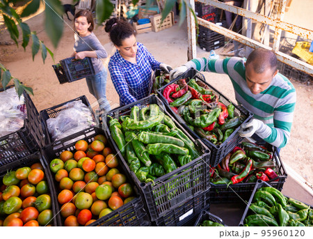 Man and woman load boxes of ripe bell peppers into the back of truck Man and woman load boxes of ripe bell peppers into the back of truck 95960120