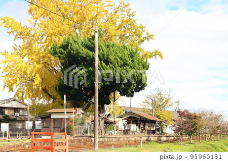 北条鉄道 網引駅の大イチョウ（兵庫県 加西市） 95960131