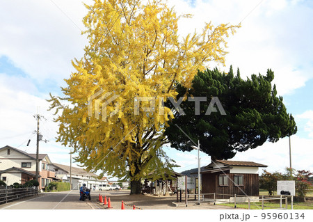 北条鉄道 網引駅の大イチョウ(兵庫県 加西市) 北条鉄道 網引駅の大イチョウ(兵庫県 加西市) 95960134