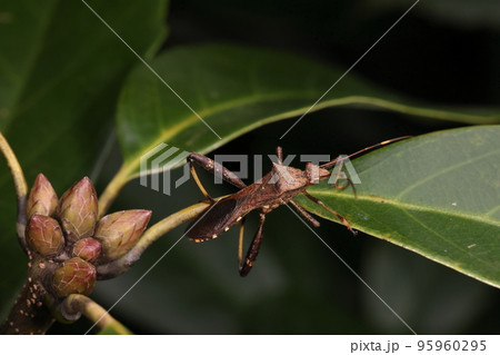 生き物 昆虫 ホソヘリカメムシ、十月の成虫。年に何度か発生し成虫で越冬するようです 生き物 昆虫 ホソヘリカメムシ、十月の成虫。年に何度か発生し成虫で越冬するようです 95960295