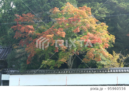 白壁と紅葉 95960556