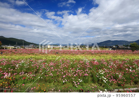 亀岡夢コスモス園 亀岡夢コスモス園 95960557