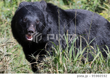ツキノワグマ ツキノワグマ 95960592