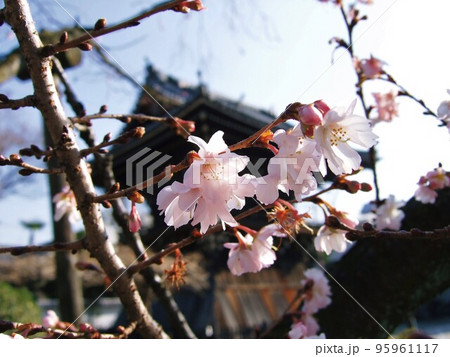 京都　妙蓮寺に咲いていた御会式桜 95961117