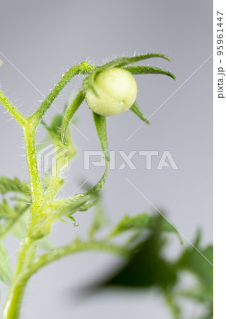 Growing tomatoes from seeds, step by step. Step 11 - first little tomato 95961447
