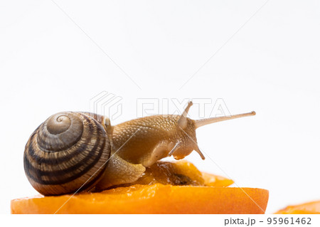 Beautiful large snail Helix pomatia sits on an apricot, a place for text. 95961462