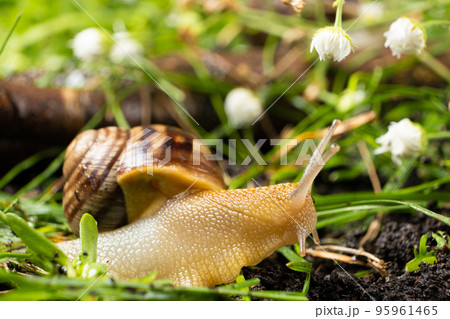 Helix pomatia large grape snail leisurely crawls on the grass among the white flowers Helix pomatia large grape snail leisurely crawls on the grass among the white flowers 95961465