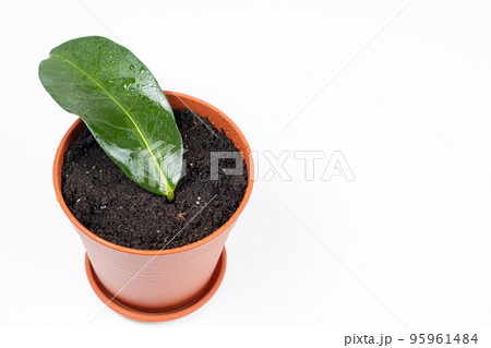 Planted in a pot with earth, the cuttings of the houseplant jasmine stephanotis. Planted in a pot with earth, the cuttings of the houseplant jasmine stephanotis. 95961484