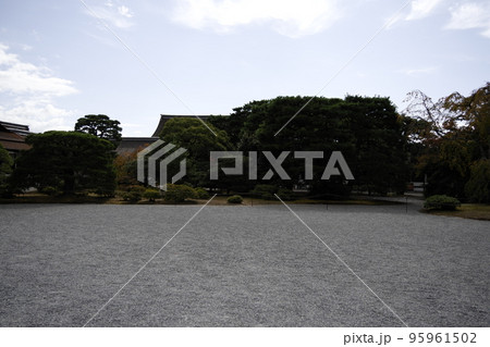 京都御所の松 95961502