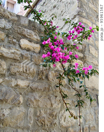 Pink Bougainvillea flowers decorating the stone wall of the house in the south. The juxtaposition of tenderness and hardness. Opposites. Pink Bougainvillea flowers decorating the stone wall of the house in the south. The juxtaposition of tenderness and hardness. Opposites. 95961567