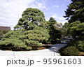 京都御所の松 95961603
