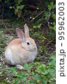 大久野島の可愛いウサギたち 95962003