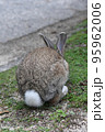 大久野島の可愛いウサギたち 95962006