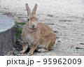 大久野島の可愛いウサギたち 95962009