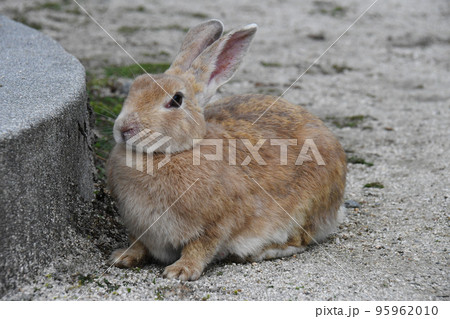 大久野島の可愛いウサギたち 95962010