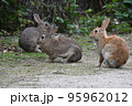 大久野島の可愛いウサギたち 95962012